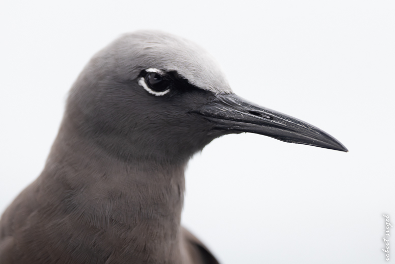 galapagos